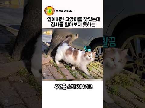 잃어버린 고양이를 찾았는데 집사를 알아보지 못하는