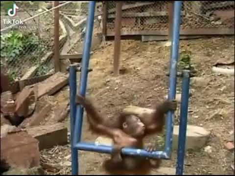 baby orangutan hurts itself. ):