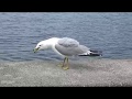 Squawking Seagulls