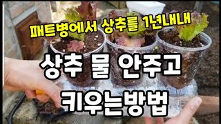 상추"패트병에 물 안주고 키워 1년내내 먹는방법! #상추패트병에키우는방법 #상추수경재배 #상추키우기 #상추재…