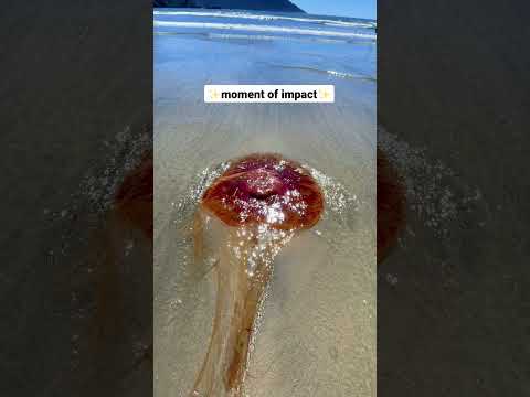 Ouch! I got stung by a dead jellyfish! 😳 #vancouverisland #shorts