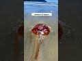 Ouch! I got stung by a dead jellyfish! 😳 #vancouverisland #shorts - Fuel For The Sole Ouch! I got stung by a dead jellyfish! 😳 #vancouverisland #shorts