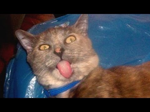 Cats acting strange after vet visit – Cat video compilation