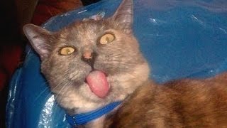 Смотреть онлайн Подборка: Кошки отходят от наркоза