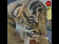 Watch Forest Officials Rescue Two Tiger Cubs From Mudumalai Tiger Reserve