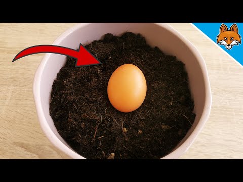 Gräv ner ett ägg i din jord och SE VAD SOM HÄNDER 💥 (Genialt KNEP) 🤯