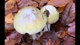 Mireille Mathieu Meine Welt ist die #Musik Natur  #hochwald #Pflanzen Re - Mix 2021 ,YT-13-