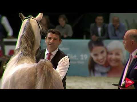 N 37 AJ ELAF   Wels 2019   Colts 2 years old Class 4