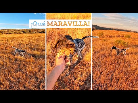 🔥𝐄𝐬 𝐦𝐮𝐲 𝐝𝐢𝐟í𝐜𝐢𝐥 𝐯𝐞𝐫 𝐚𝐥𝐠𝐨 𝐚𝐬í🔥 Caza de Codornices con Braco Alemán