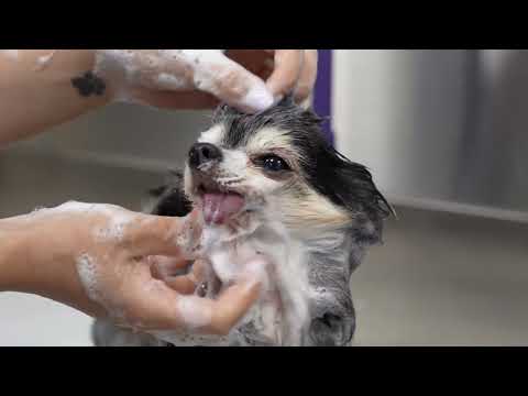 I Groomed a Chihuahua and Got Judged by Its Tongue the Whole Time