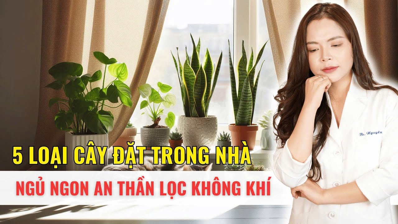 5 Loại cây nên đặt trong nhà để ngủ ngon, an thần, lọc không khí - Bác sĩ Nguyên