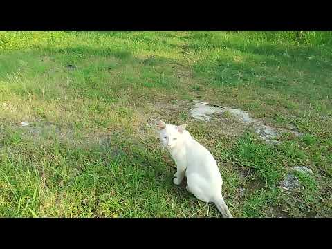 rare cat with different eye colour
