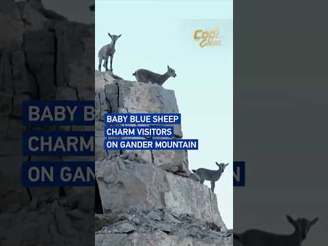 Baby blue sheep charm visitors on Gander Mountain