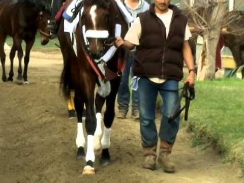 Mucho Macho Man feature