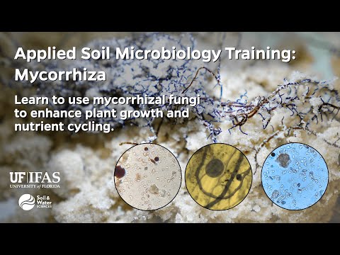 UF/IFAS Applied Soil Microbiology Training: Mycorrhizae - YouTube