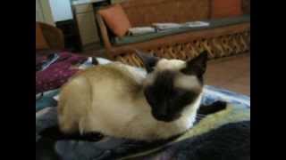 Miss Myrtle Working Gee for Affection