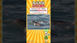 世界中のどの水族館にもいないクジラ #shorts