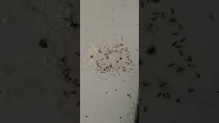 Download lagu ada gula ada semut #shorts #semut mp3