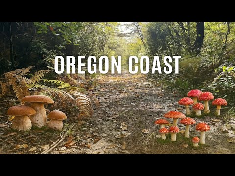 Mushroom Hunting On The Oregon Coast