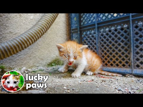 Sick Kitten That the Mom Cat Does Not Care For is Waiting For Help in A Corner (Kitten Care) Part 3