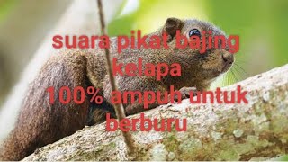 Download lagu Suara pikat tupai🐿️ kelapa cocok untuk nyangong #berburutupai #hanting #bigeme #md500 mp3 Download lagu Suara pikat tupai🐿️ kelapa cocok untuk nyangong #berburutupai #hanting #bigeme #md500 mp3