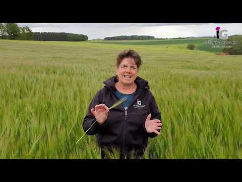 Wintergerste MELIA mz - Die robuste Hochertragssorte