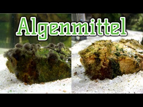 Wirksame Mittel gegen Algen | Unsere Meinung zu Algenmitteln | Algen effektiv und sicher bekämpfen