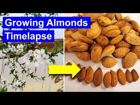 Growing Almonds Timelapse - from Flowers to Fruiting to Nuts