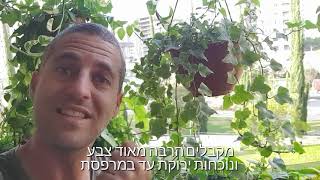 קיסוס צמח מושלם לג'ונגל אורבני במקומות מוצלים