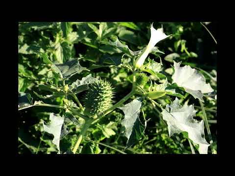 Stechapfel Erfahrungsbericht [Reupload]