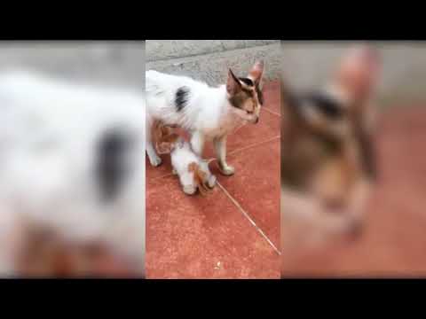 YouTube video about: Will a momma cat kill her kittens?