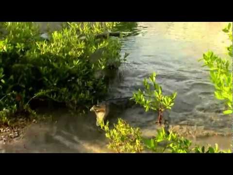 YouTube Video 5ww8kRtR-m0