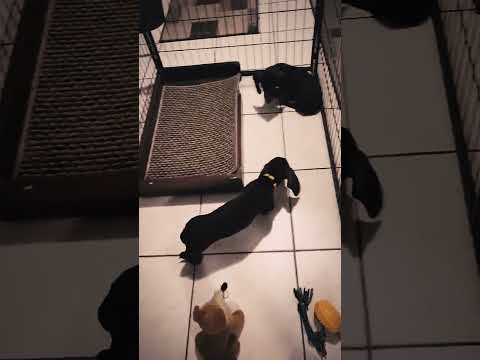 Perros Teckel en venta
