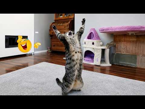 Funniest Cat Videos🐈| TRY NOT TO LAUGH – Cats Being Drama Queens for 15 Minutes Straight 🤣🐱