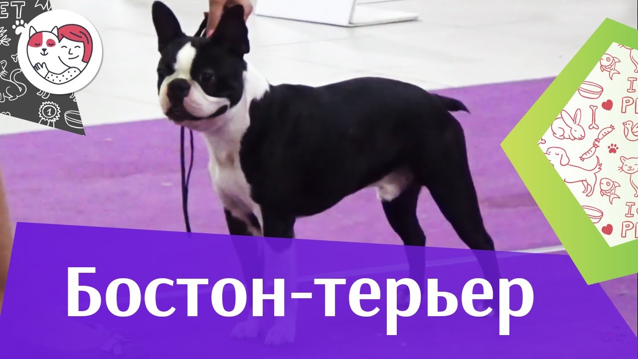 Бостон-терьер на ilikepet. Особенности породы, уход