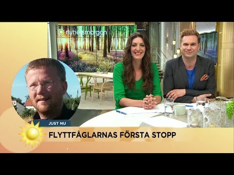 "Kommer fåglarna hem eller är de borta?" - Nyhetsmorgon (TV4)
