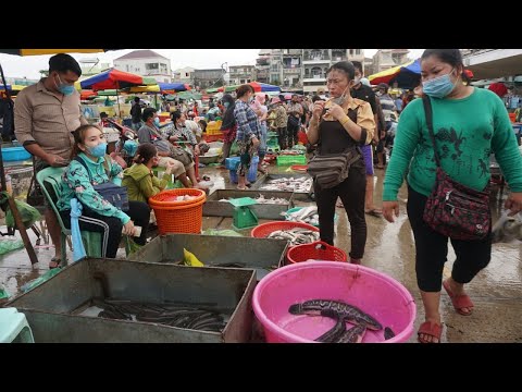 Amazing Big Site Selling Fish & Seafood at Early Morning - Morning Market Scene Fish @ Chhbar Ampov