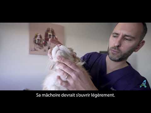 Comment donner un comprimé à son chat ?