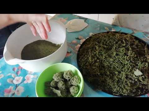 Brennessel-Samen. Wie ich sie nach dem Trocknen verarbeite.🍃