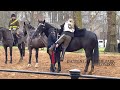 Incident At Hyde Park Uk London Hydepark England Horse Horses