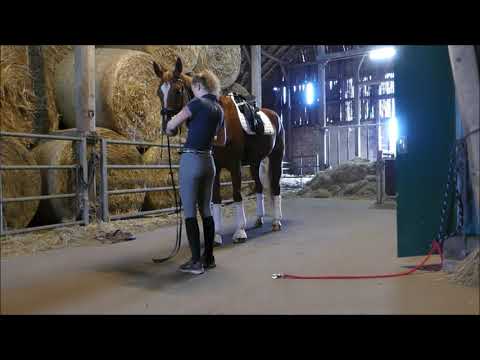 Sold - 4-jähr. Wallach von Benicio - Ein Tag mit Binjaro