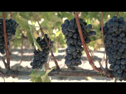 Marchesi Frescobaldi - Cultivating Toscana Diversity