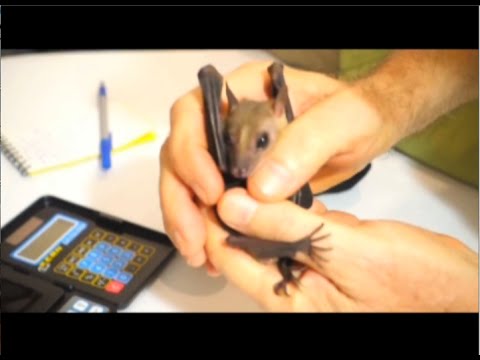 Taming Wild Bats for Photography - Official Trailer