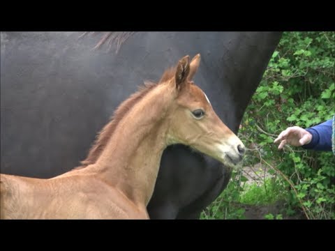 *2019 Hengst von Morricone - Sir Donnerhall SOLD!!!