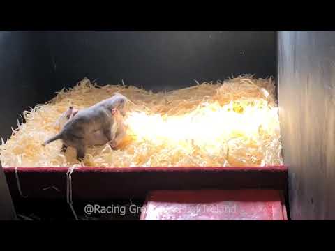 6-Week-Old Greyhound Racing Puppies