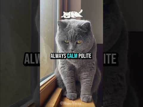 Best Cat Breeds for First-Time Owners 😻#cat #catvideos #edit #usa #viralcats 