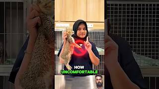 Download lagu ¿Stop picking up the cat like that!😨#usa #shorts #tiktok #trending #viralshorts #cat #montagem #fyp mp3