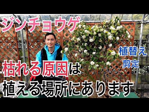 園芸 プリティ・ウッド、カインド・ウッド、フォールス・ウェア、メゼレオン、ジェントル・ローレル