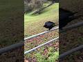 Be careful Eddie! Slippery when wet! #crowlovers #corvids