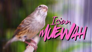 Download lagu MATERI ISIAN MUEWAH FAVORITE! MASTERAN KENARI ISIAN BLACKTHROAT GACOR DURASI PANJANG MUDAH MASUK mp3 Download lagu MATERI ISIAN MUEWAH FAVORITE! MASTERAN KENARI ISIAN BLACKTHROAT GACOR DURASI PANJANG MUDAH MASUK mp3